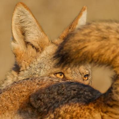 An image of a coyote with the amber eyes framed by another coyote's curled upwards black-tipped tail. The title of this Wildlife Photograher of the Year image taken by Parham Pourahamd is A Tale of Two Coyotes.