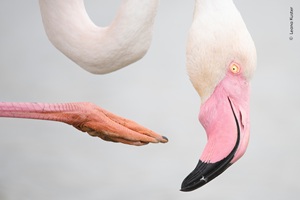 Close-up photograph of a flamingo’s head and curved neck, with one of its pink, webbed feet extended across the frame. The bird’s yellow eye and curved black-tipped beak are sharply in focus against a pale background.
