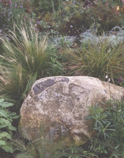 Grasses and herbaceous plants