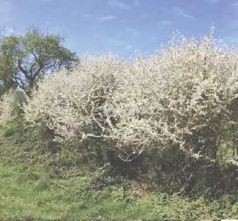 Hawthorn shrubs
