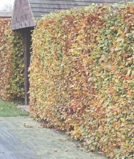 Mixed hedges