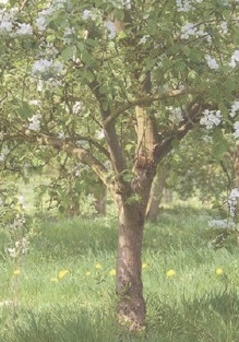 Orchard trees