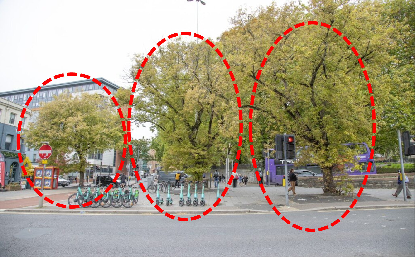 Photograph which shows the current road layout and the 3 silver maple trees proposed to be removed.