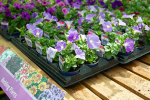 a tray of lilac and purple flowering plants