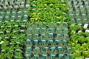 trays of small green plants