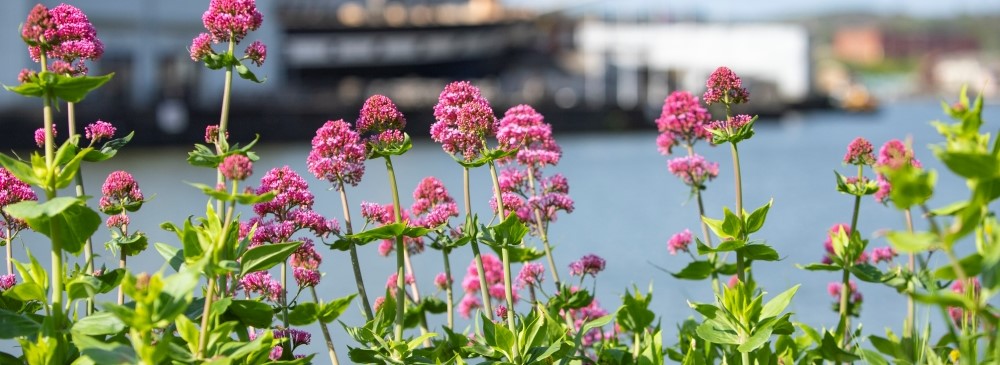 Wild Flowers Capricorn Place 1000 x 350