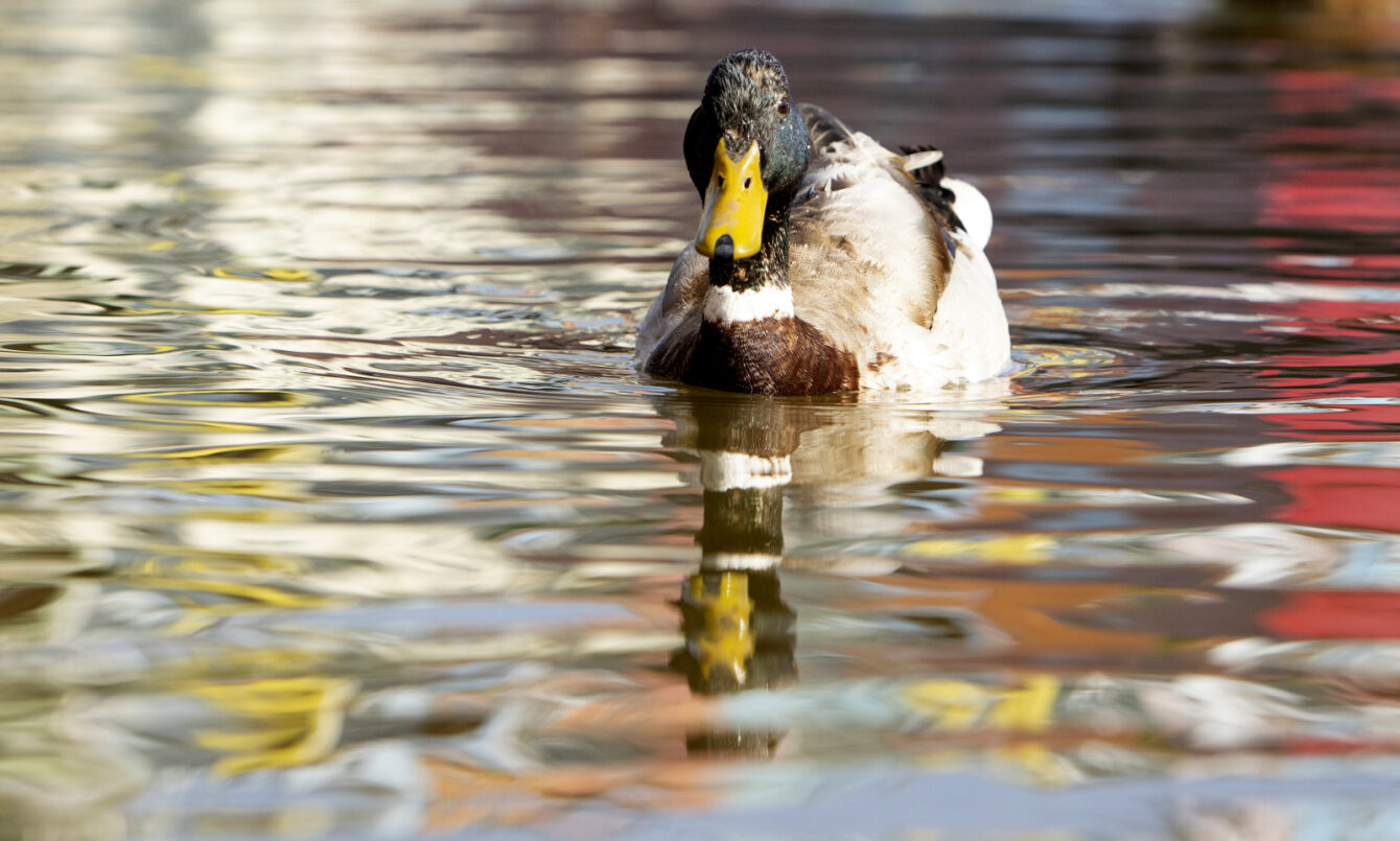 A duck on the water