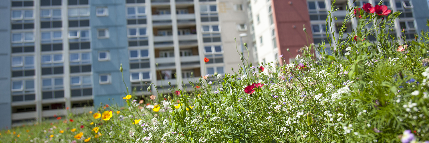 An area of wildflower meadow in front of a block of flats in the Barton Hill district of Bristol
